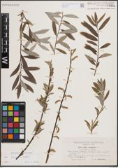 Foto von Salix eleagnos Scop. x Salix repens L.